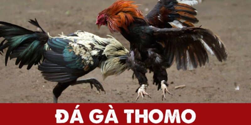 Đá gà Thomo DF999